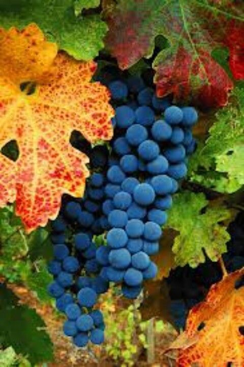 THE SWEETNESS OF A GRAPE COMES FORTH WITH CRUSHING AND SO TOO THE SWEETNESS OF OUR HEARTS SHOULD OOZE FORTH FROM US UNDER THE TESTING HAND OF GOD