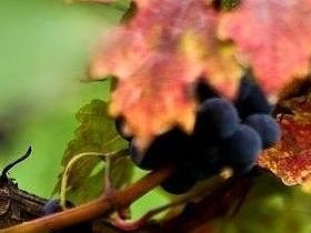 Any Vine not Pruned just never bears fruit